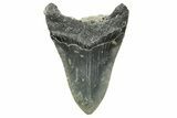 Bargain, Fossil Megalodon Tooth - Serrated Blade #373123-2
